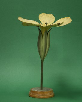 Primula officinalis.Primula odorosa.Primulacee.