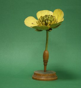 Ranunculus acris Linn. Ranuncolo acre. Ranuncolacee.