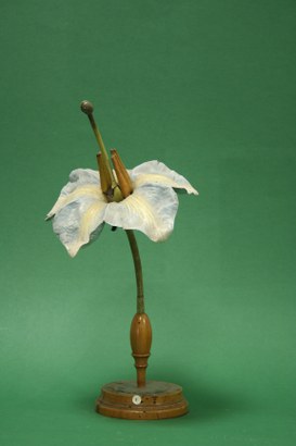 Solanum tuberosum Linn. Patata. Solanacee.