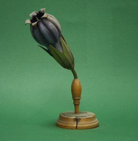 Symphitum officinale  Linn. Borrana selvatica. Borraginee.