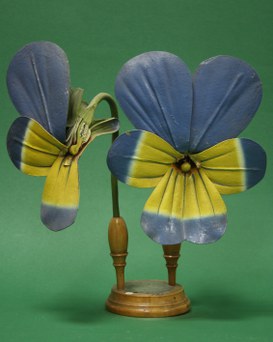 Viola tricolor Linn. Violariee.