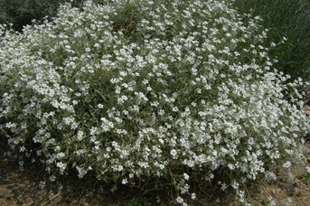 Cerastium tomentosum L. - Peverina tomentosa