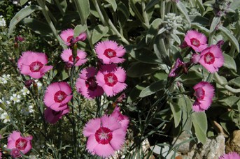 Dianthus plumarius L. - Garofano strisciante