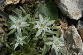 Leontopodium alpinum Cass. - Stella alpina