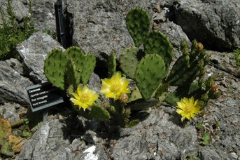 Opuntia compressa (Salisb.) Mcbride - Fico d’India nano