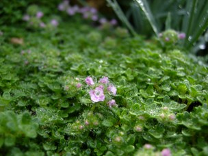 Thymus praecox Opiz - Timo precoce
