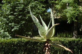 Aloe ferox Miller - Aloe