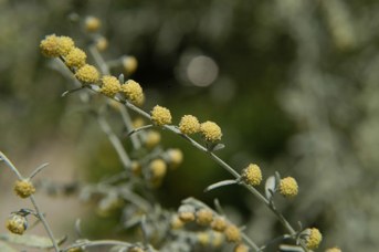 Artemisia absinthium L. - Assenzio maggiore