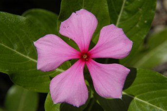 Catharanthus roseus G. Don - Pervinca rosa
