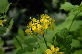 Chelidonium majus L. - Celidonia