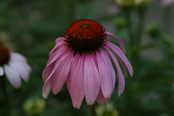 Echinacea angustifolia DC. - Echinacea