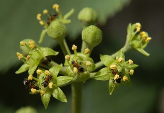 Hedera helix L. - Edera