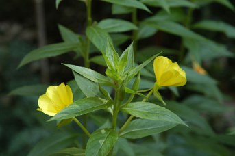 Oenothera biennis L. - Enagra comune