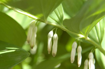 Polygonatum odoratum (Miller) Druce - Sigillo di Salomone