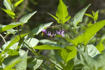 Solanum dulcamara L. - Dulcamara