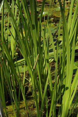 Acorus calamus L. - Calamo aromatico