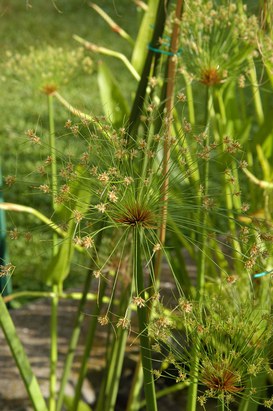 Cyperus papyrus L. - Papiro