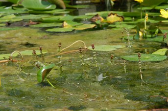 Myriophyllum verticillatum L. - Millefoglio d’acqua