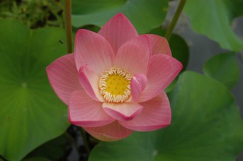 Nelumbo nucifera Gaertner - Fior di Loto