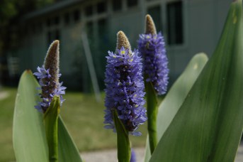 Pontederia cordata L.