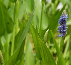 Pontederia cordata L.