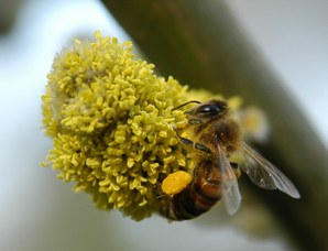 Apis mellifera che raccoglie polline sui fiori di Salix caprea L.