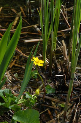 Caltha palustris L. - Calta palustre