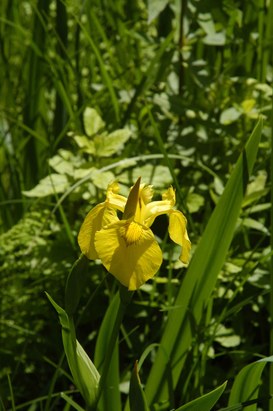 Iris pseudacorus L. - Giaggiolo acquatico
