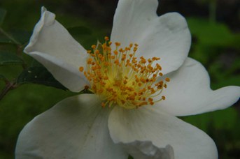 Rosa arvensis Hudson - Rosa cavallina