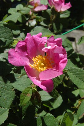 Rosa gallica L. - Rosa serpeggiante