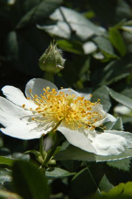 Rosa sempervirens  L. - Rosa di San Giovanni