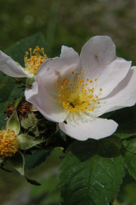 Rosa villosa L. - Rosa villosa