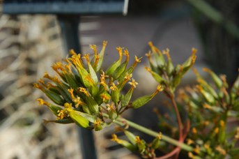 Aloe rauhii Reynolds