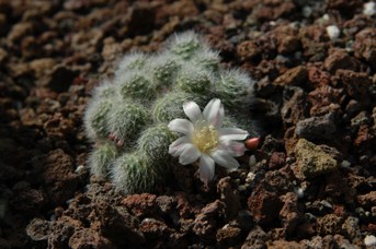 Aylostera albiflora (F.Ritter) Backeb.
