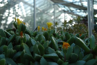 Carruanthus peersii L. Bolus