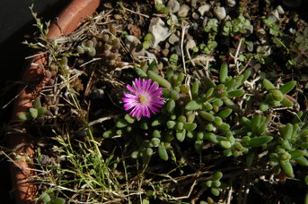 Delosperma aberdeenense (L. Bolus) L. Bolus