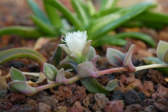Delosperma tradescantioides (P.J. Bergius) L. Bolus