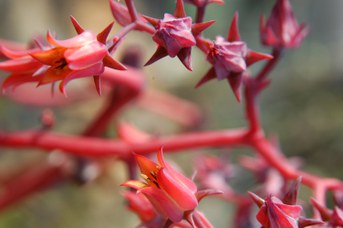 Echeveria atropurpurea (Baker) E. Morren