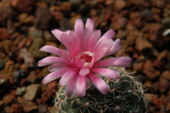 Gymnocalycium baldianum (Speg.) Speg.