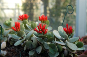 Kalanchoe scapigera Welw. ex Britten