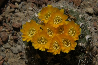 Weingartia lanata F. Ritter