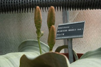 Welwitschia mirabilis Hook. f.