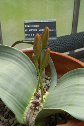 Welwitschia mirabilis Hook. f.