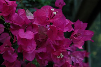Bougainvillea spectabilis Willd.