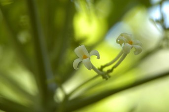 Carica papaya L. - Papaya