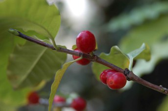 Coffea arabica L. - Caffè