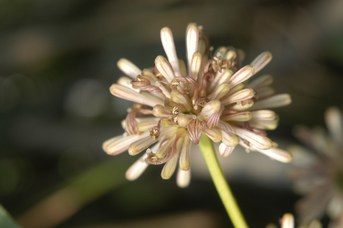 Dracaena fragrans (L.) Ker Gawl. - Tronchetto della felicità