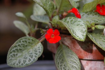 Episcia pulchella Mart. ex G. Don