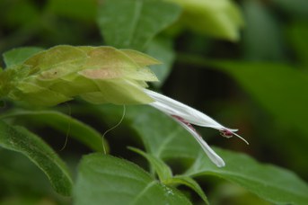 Justicia brandegeeana Wassh. & L.B. Sm.