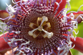 Passiflora quadrangularis L.